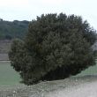 SS 2012 20 Una sabina albar.