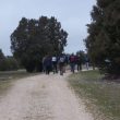 SS 2012 25 El camino se adentra entre las sabinas.