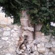 SS 2012 60 Árbol incrustado en el muro que rodea la iglesia.