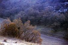 SS 1985 6 Paisaje con niebla y bosque bajo.