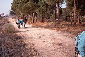 SS 1991 3 Marchando II.