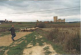 1993 8 Pedro y un rebaño. Al fondo Torrelobatón.