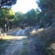SS 2018 14 Marchistas caminando entre pinos.