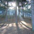 SS 2018 15 Reflejos del sol entre los pinos.