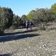 SS 2019 52 Caminando entre encinas y pinos.