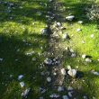 SS 2019 57 Ahora no hay hielo ni escarcha en el suelo.