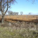 SS 2020 16 Majuelos en espaldera.