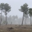 SS 2021 30 Paraje de pinares en la niebla.