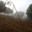 SS 2021 34 Probablemente Avena loca, con la niebla y los marchistas al fondo.