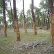 SS 2022 12 Troncos de los pinos con incisiones en la corteza para obtener resina.