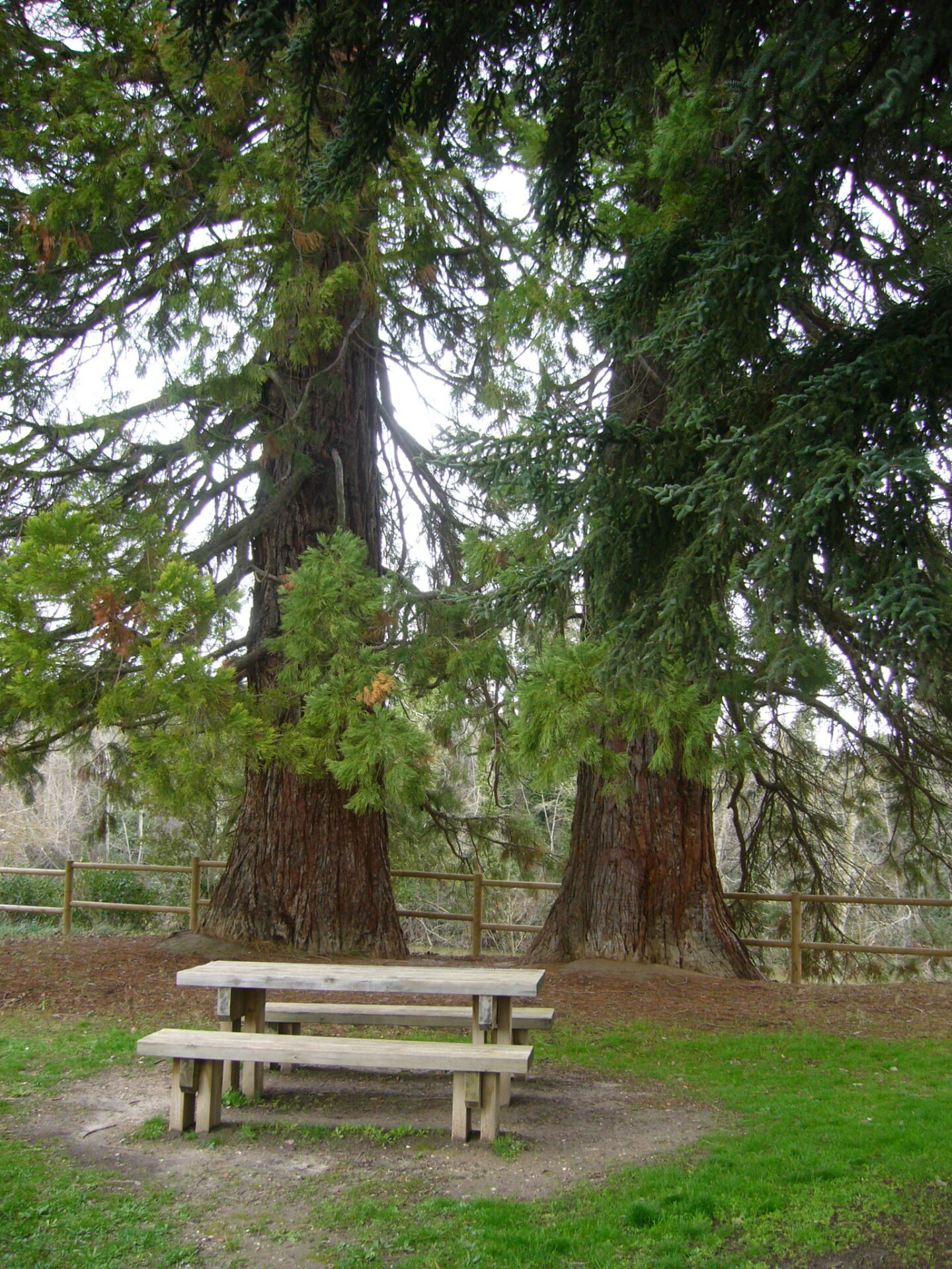 SS 2022 39 Sequoias y mesa en El Jardín del Carretero.