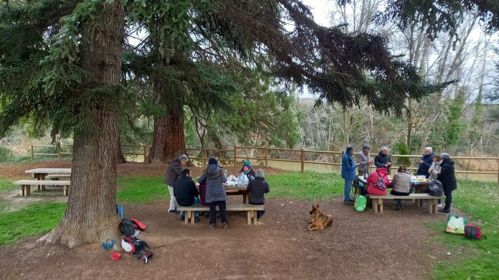 Todos los marchistas comiendo junto a las sequoias.