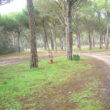 SS 2023 17. El sol está queriendo salir en el pinar.
