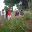 SS 2024 18 Pequeños pinos crecen dentro de la vía.