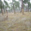 SS 2024 27 Troncos de los pinos con incisiones en la corteza para obtener resina.