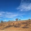 SS 2025 45 Viñedos, algunos árboles…